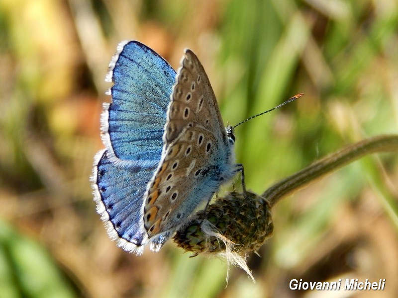 E questo Lycaenidae chi ? Polyommatus icarus